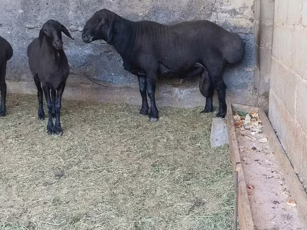 Ram, Hissar sheep