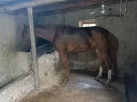 घोड़ा, Thoroughbred horse — फ़ोटो 3