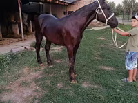 公马, Horses — 照片 2
