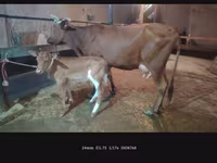 Cow, Cattle — photo 1