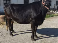 Vaca, Raza Holstein — foto 7