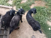 Cabro, Cabras — foto 2