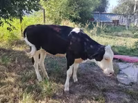 Bull, Cattle — photo 3