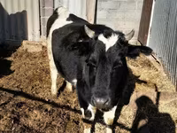 Cow, Holstein breed — photo 5