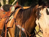 Бие, American paint horse — 5-сурет