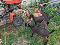 تيس, Saanen goat — الصورة 5