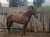 Mare, Horses — photo 4