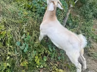 बकरा, बकरियाँ — फ़ोटो 4
