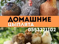 Кучинск мерейтойлық — 1-сурет