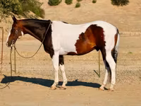 Айғыр, National Show Horse — 3-сурет