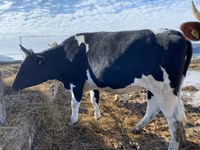 गाय, Russian Black pied cattle — फ़ोटो 3