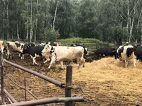 Kuh, Holstein-Rasse — Foto 3