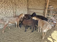 Carnero, Arashan sheep — foto 2