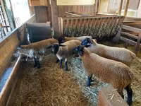 Қой, Baerchuke sheep — 3-сурет