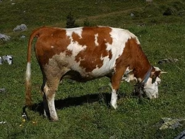 公牛, Simmental cattle — 俄罗斯