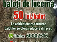 Vind baloți de lucerna 1 cosire-50lei/balot, a2-cosire 60lei balot.Sunt frunzoși și păstrați foarte — الصورة 4