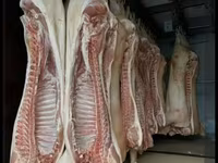 СВИНИНА ОПТОМ В ПОЛУТУШАХ - Прямая поставка свежей продукции. - — फ़ोटो 3