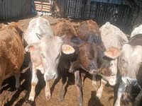 Bull, Cattle — photo 1