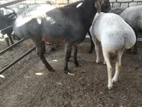 Ram, Sheep — photo 1