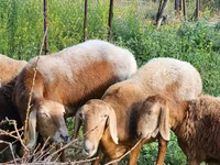 Sheep, Rhon sheep — photo 5