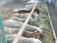 भेड़, भेड़ — फ़ोटो 6