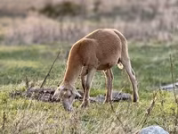Қой, Dorper sheep — 5-сурет