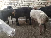 Ram, Sheep — photo 6