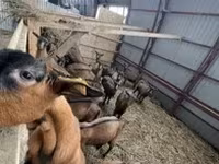Ешкі, Alpine goat — 2-сурет