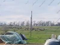Қошқар, Edilbay sheep — 4-сурет