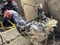 Chickens — photo 8