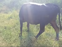 Cow, Cattle — photo 3