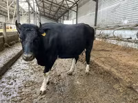 गाय, Russian Black pied cattle — फ़ोटो 6