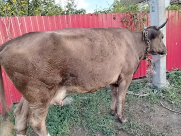 Cow, Cattle