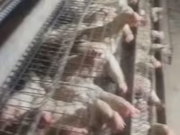 Chickens — 3-сурет
