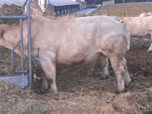 Bull, Charolais cattle