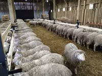 मेढ़ा, Kazakh fat-tailed coarsewool sheep — फ़ोटो 3