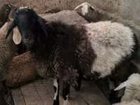 Қошқар, Hissar sheep — 6-сурет