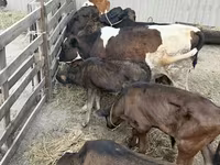 सांड, Russian Black pied cattle — फ़ोटो 4