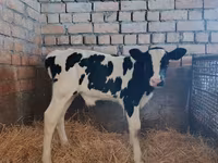公牛, Holstein breed — 照片 1