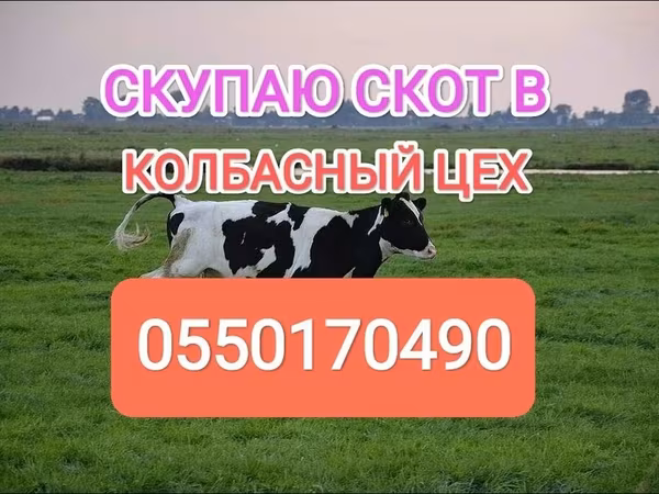 Бұқа, Голштин тұқымы — Қырғызстан