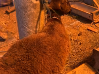 Widder, Hissar sheep — Foto 3