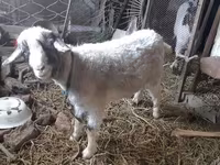 Goat, Goats — photo 2
