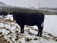 Cow, Aberdeen-Angus — photo 1