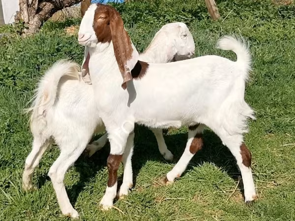 عنزة, Nubian Goat
