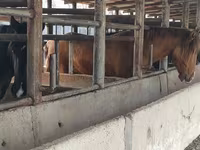 Айғыр, Horse breed — 5-сурет