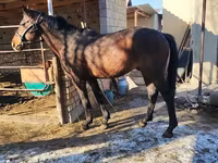 Caballo, Caballos — foto 7