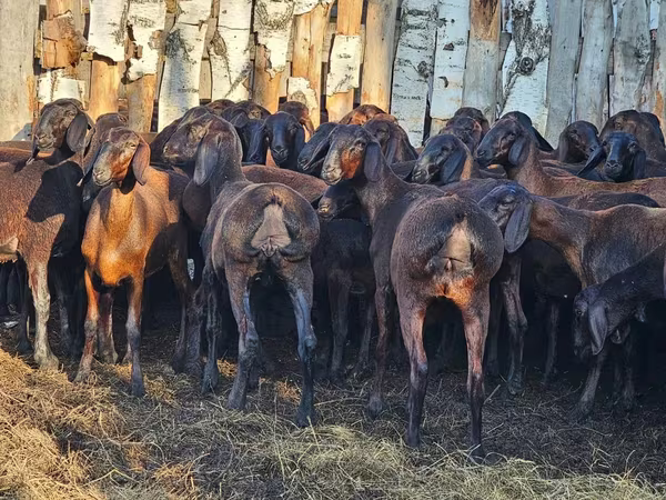 Қошқар, Hissar sheep — Қазақстан