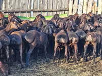 Қошқар, Hissar sheep — 3-сурет