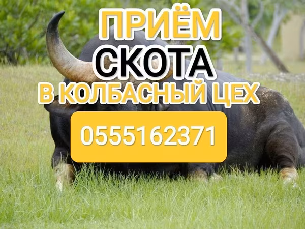 Бұқа, Ірі қара — Қырғызстан