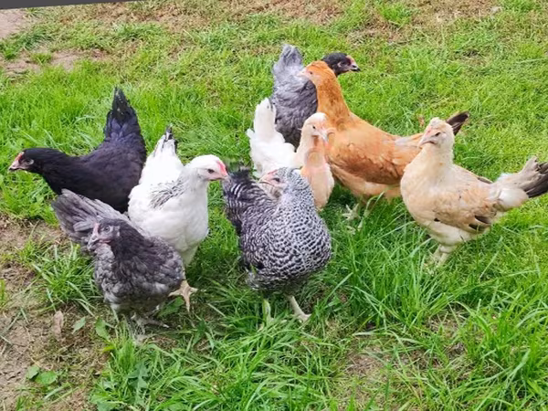 Chickens — Rusia